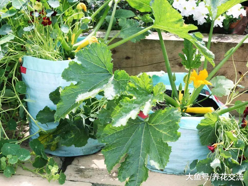 在花盆里也能生长旺盛的9种蔬果, 在阳台、窗台上养出小型菜园