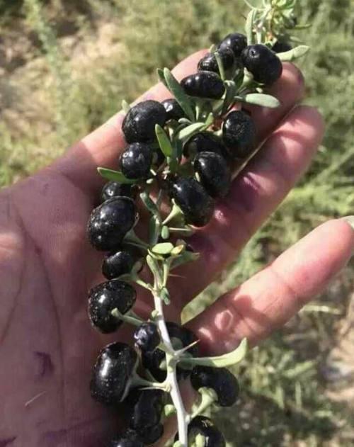 这些食物是肝脏的“维修工”, 每天吃点, 修复肝细胞, 肝病不来找