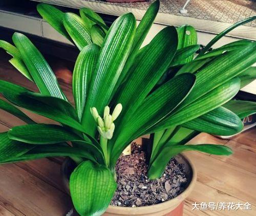 冬天啥花可以不养, 唯独这6种, 不养亏大了!