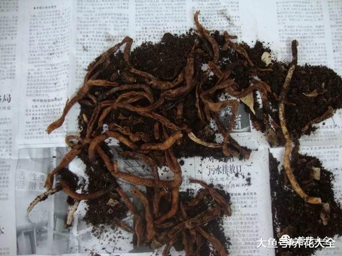 现在不换盆, 就别想看到花开了, 爆盆简直就是做梦!