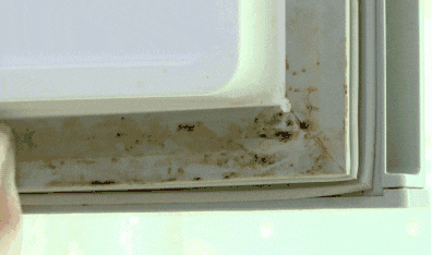 冰箱封条发霉, 用它擦, 杀菌消毒10秒搞定, 再也不污染食物!