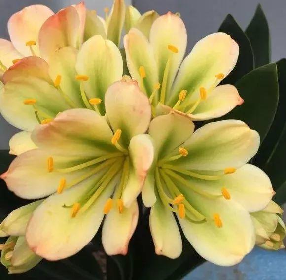 君子兰蝴蝶兰, 低温冻一冻, 开花更多