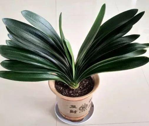 花生黄豆埋盆里, 叶子肥得流油, 根粗得像萝卜