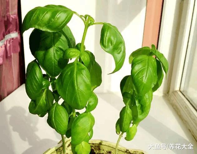4种性价比超高的花, 不但能赏花还能泡水喝!