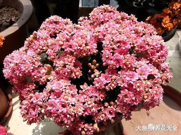 长寿三角梅剪1刀, 爆盆到叶子都看不见, 咋做的?