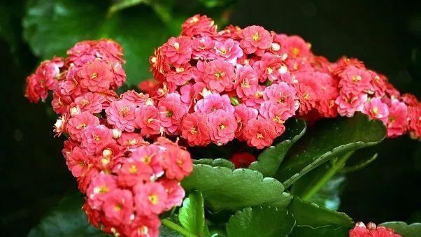 冬季长寿花、蟹爪兰和蝴蝶兰都不开花, 做好这件事, 年年花开