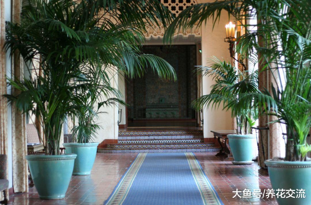家里种上这几种棕榈盆栽绿植, 养成热带观叶植物的加湿器