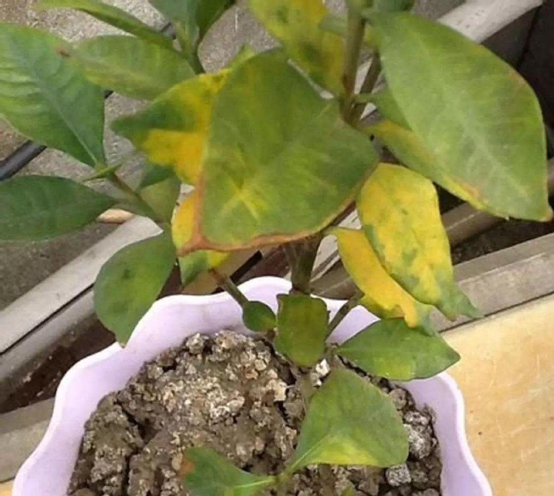 换盆的时候少做这1步, 等于白换了, 一根吸管让土疏松透气!