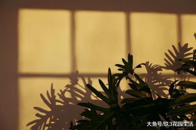 家居养花中的观叶植物——春羽