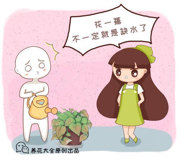 你的花一蔫就浇水, 难怪养1盆死1盆