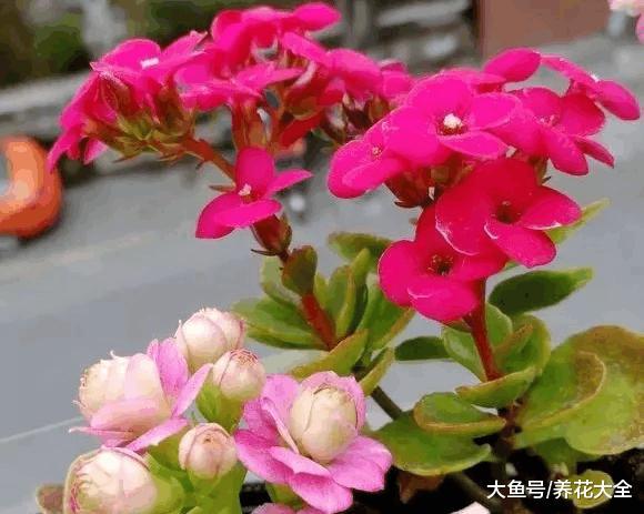 6种花扔盆里就能活, 要是还养死, 就放弃吧