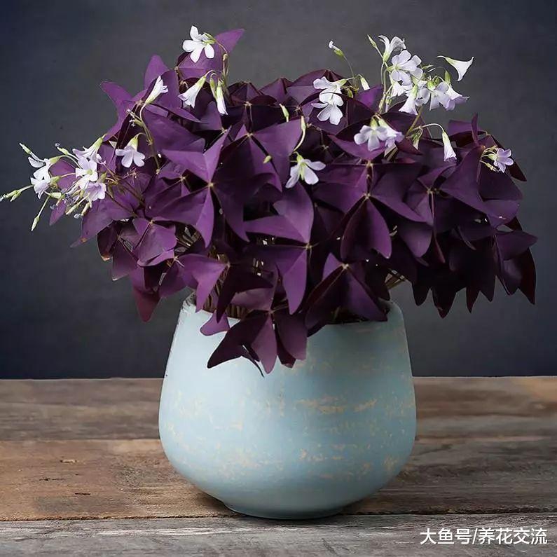 九种养在室内的紫色盆栽观叶植物, 整个室内显得特别神秘、多彩