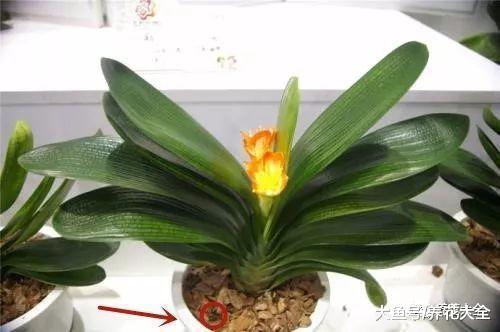她用1斤油, 把君子兰养成了大白菜