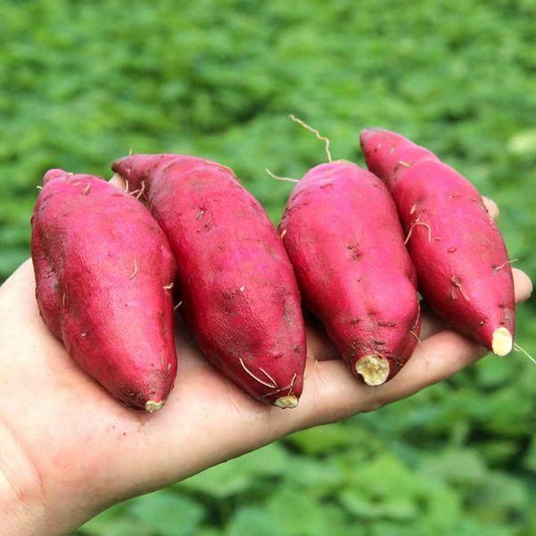 女人都担心这种病, 多吃碱性食物通乳散结, 不用担心乳腺增生!