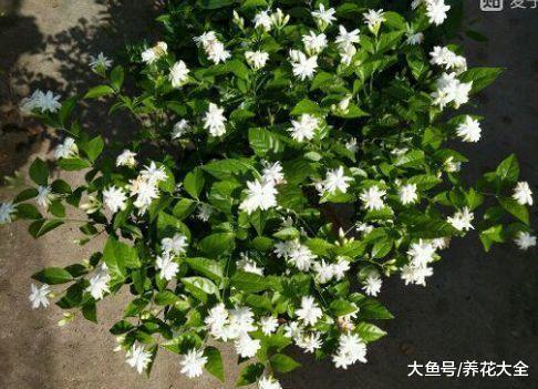 赶紧住手! 一盆水下去, 你的花马上要死了!