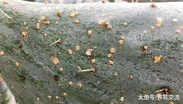 植物感染介壳虫可以用酒精、肥皂水就能清除, 你还要买农药么?