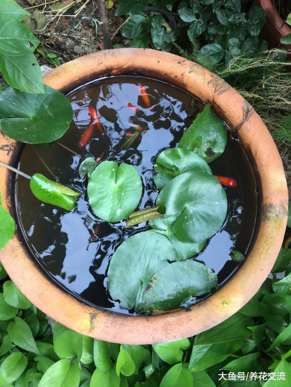 在院子露天的地方，有一个大水缸