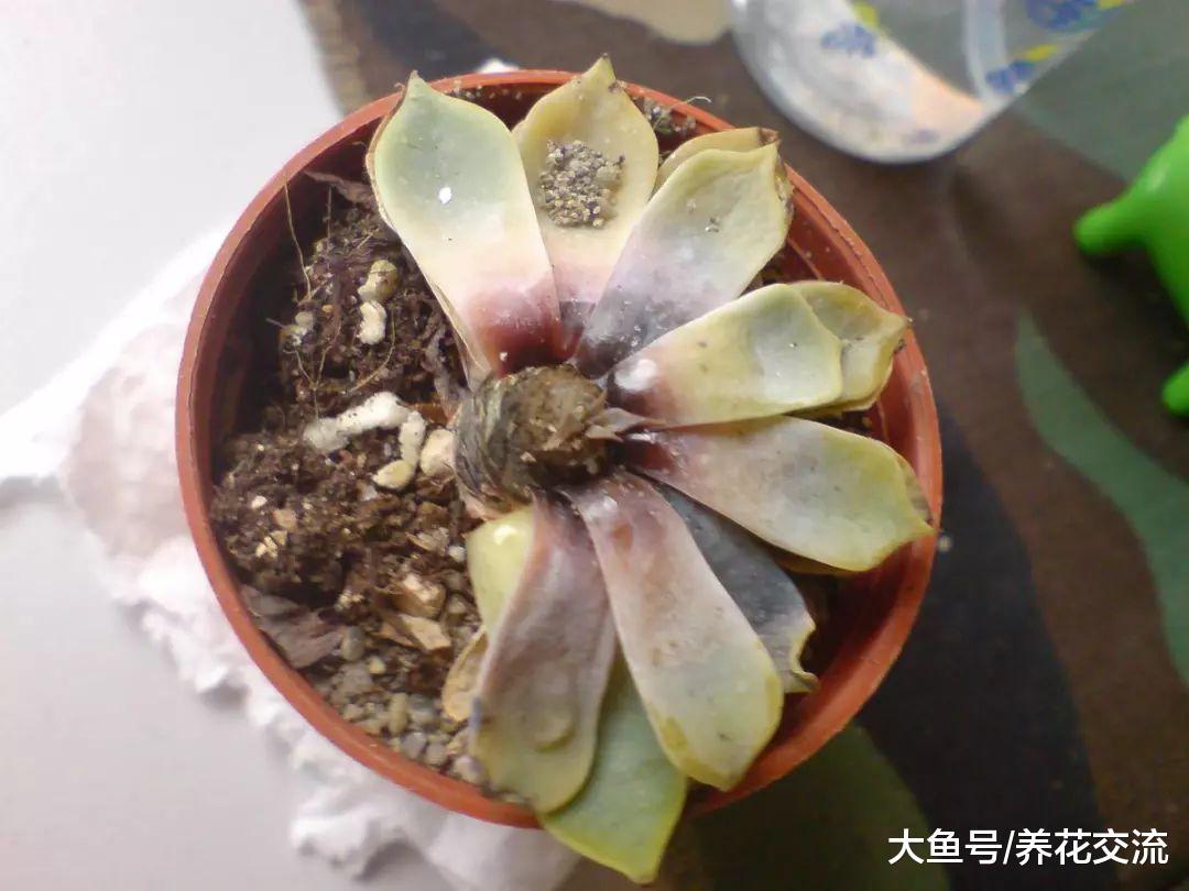 过年在花市买的多肉植物没两天就枯萎化水了, 就是这4个原因了