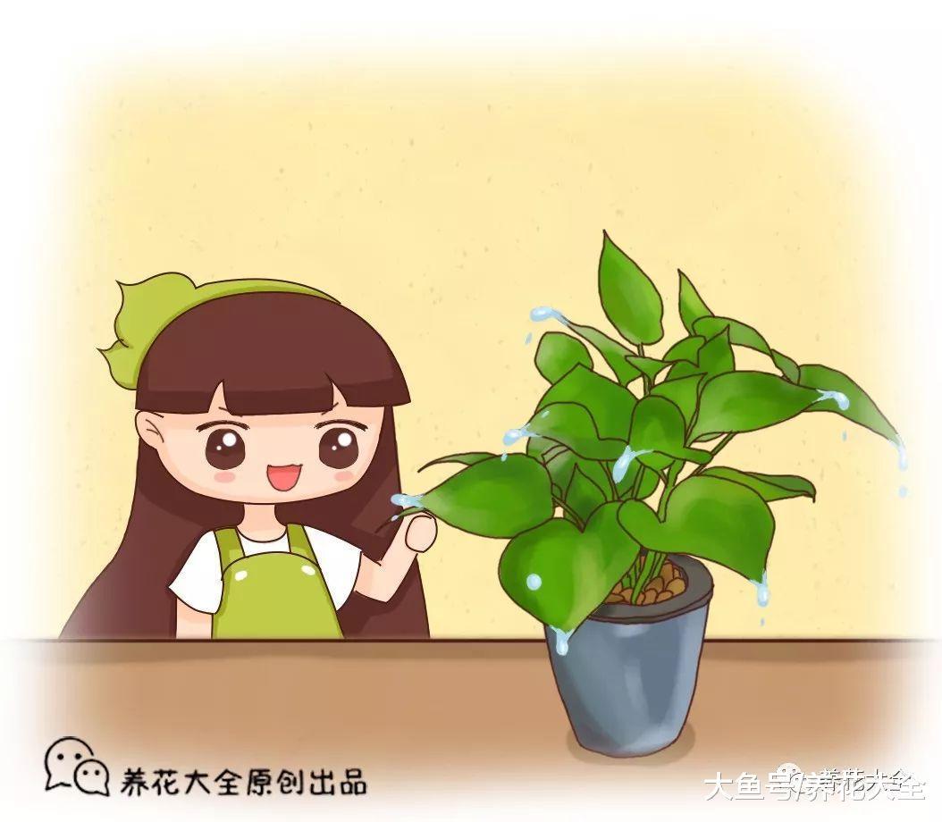 绿萝这么养狂吐水, 根系更强壮了, 叶子还贼绿!