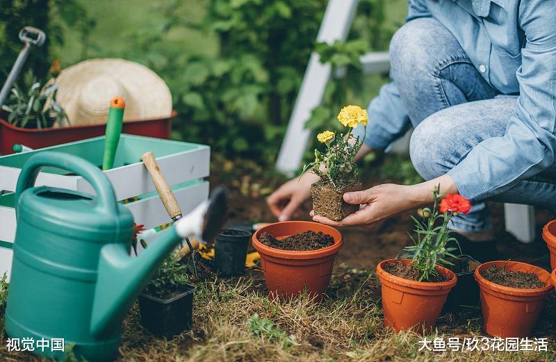 家庭养花中最容易碰到的情况, 叶子发黄有哪些原因呢? (一)