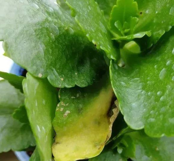 黄叶不能乱浇水, 不对症下药, 浇一盆死一盆!