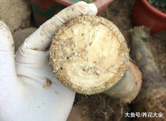 发财树黄叶快死了, 拦腰一刀切, 滴上两滴蜡, 新芽呼呼冒