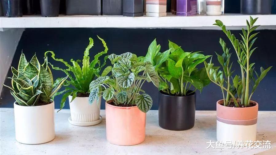 这5种植物特别适合种在卧室里, 帮助你提高睡眠的质量