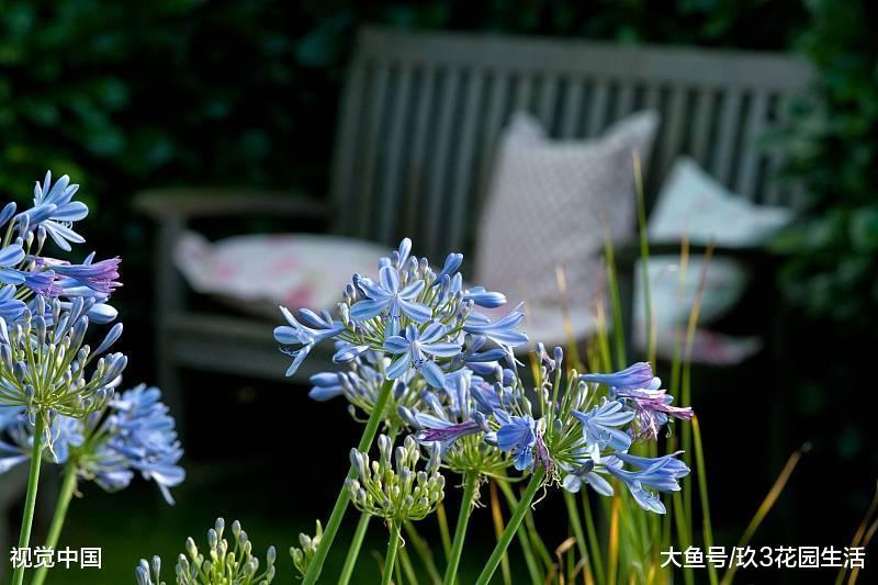 小庭院养花需要注意的3个小技巧