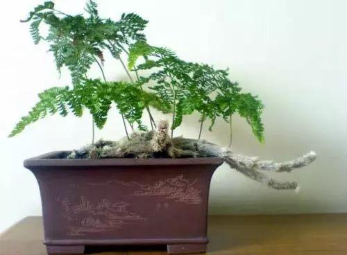 这种古朴、典雅的植物, 养殖之后, 疲惫一天的心情都消失了!