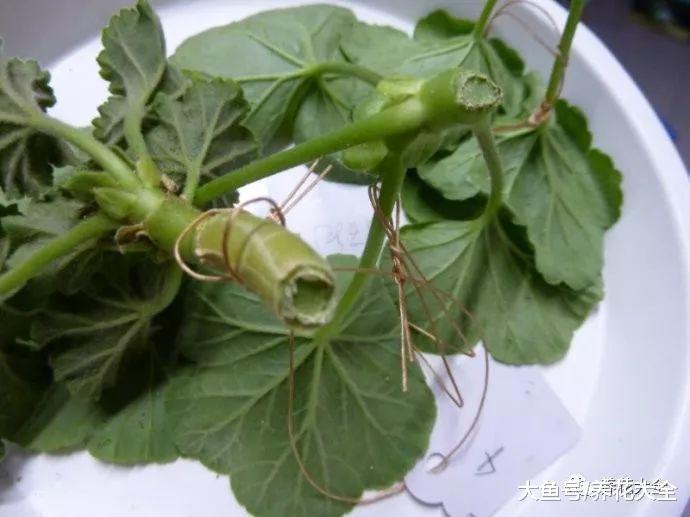 这5种花, 现在掐个枝就能活, 再也不用花钱买了!
