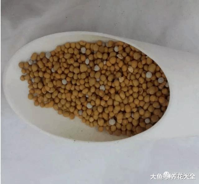 要想多肉长得好, 盆里加点料, 长的越来越萌!