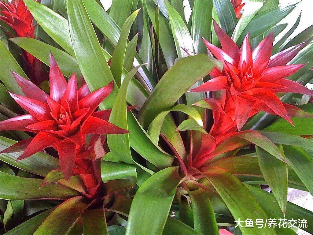 在室内养热带观叶植物注意这几点, 北方也能养出雨林风情