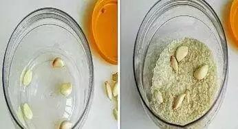 米面生虫真麻烦, 扔瓣蒜进去, 2年没生1只虫!