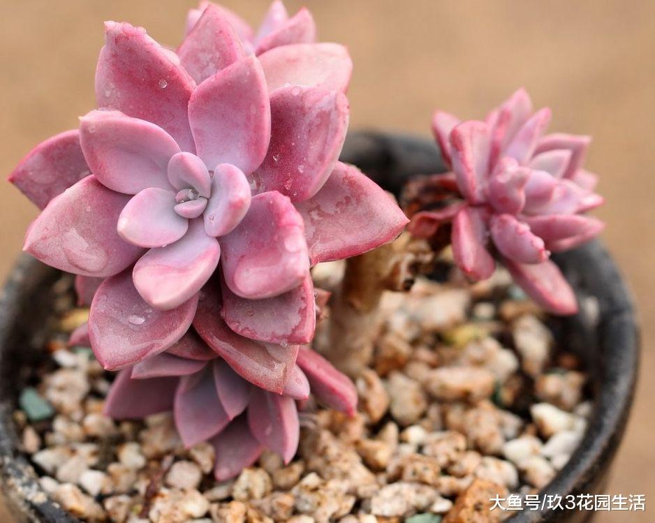 家居养花之多肉植物——黛比