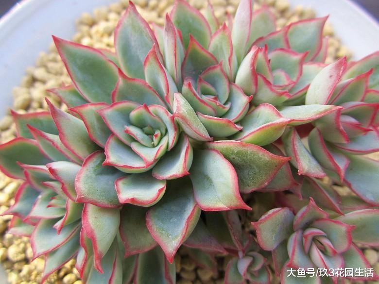 家居养花之多肉植物——月光女神