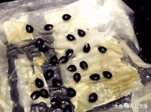 百香果自家阳台就能种, 一分钱不用花, 比买的还好吃!