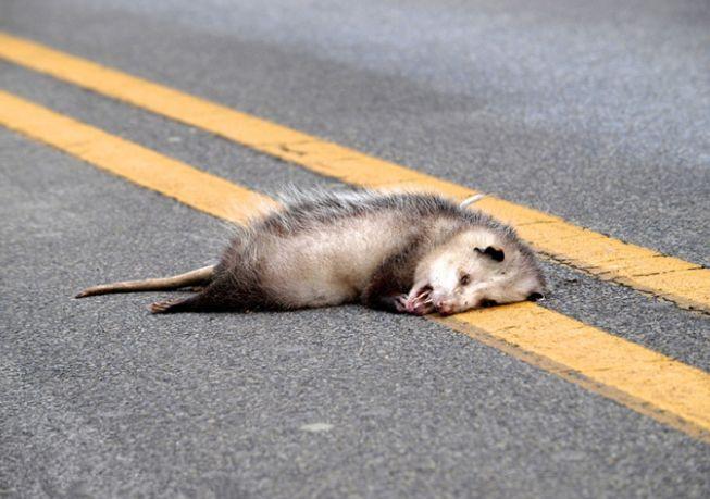 负鼠躺在马路中央一动不动, 用身体碰瓷, 结果一不小心“翻了车”