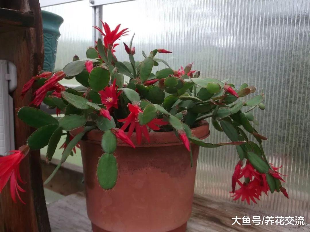 这种花经常被误认为是蟹爪兰, 花朵好看, 和仙人掌一样好养
