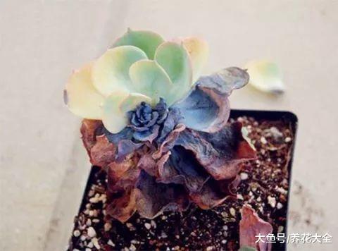 养花烂根别怕, 抹点它, 立马活过来, 蹭蹭蹭爆盆!
