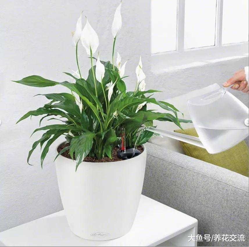 养在室内净化空气很好的十种植物, 还能舒缓压力