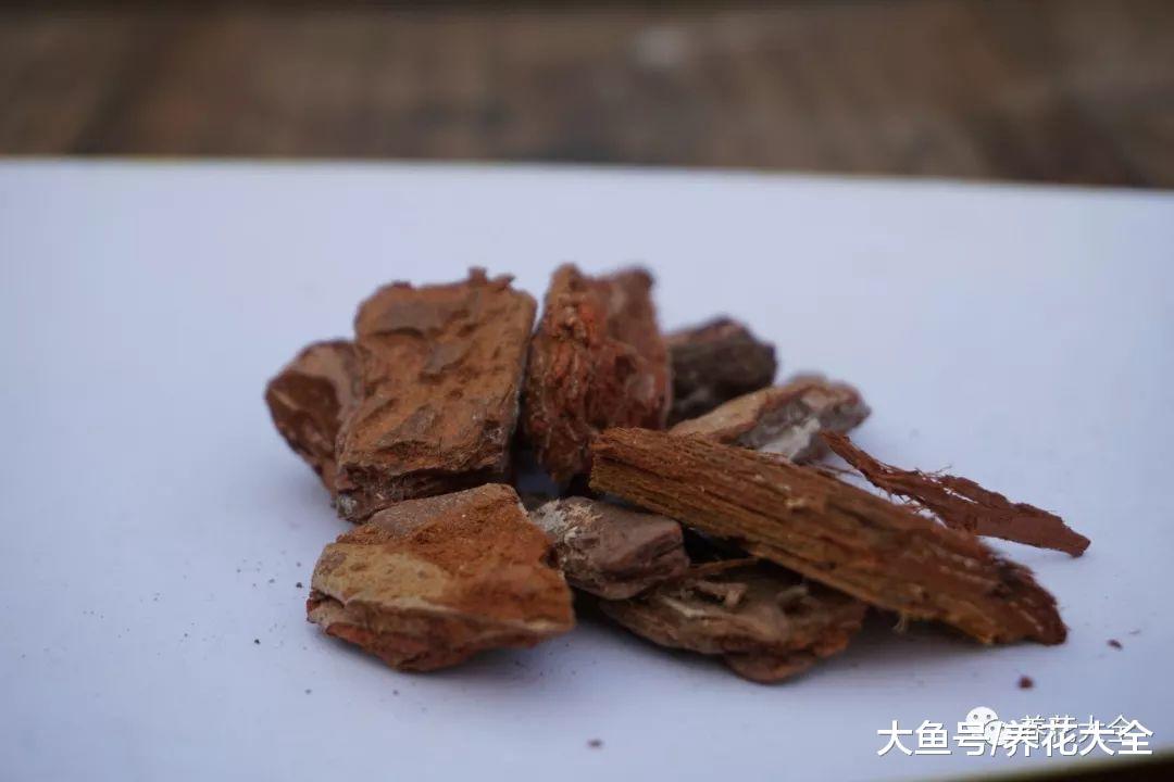这花很难种活, 不但长得好看, 还能入药!