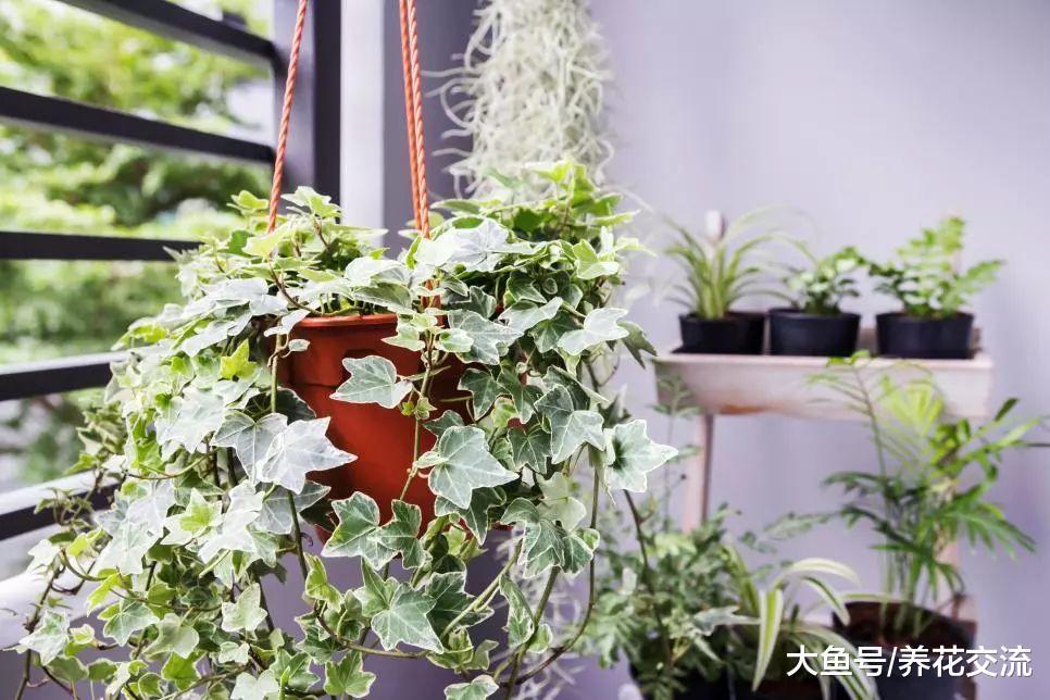 适合养在办公室和家里特别耐阴的13种植物, 没阳光或半阴都能养