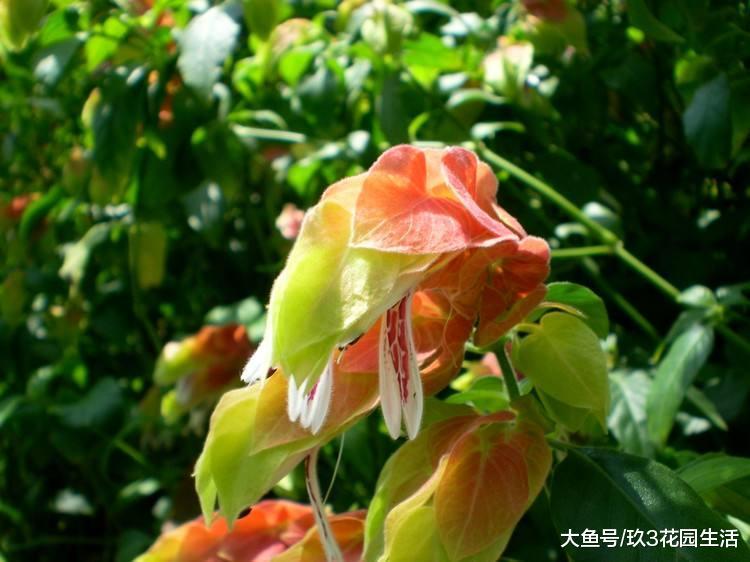 家居养花之观花绿植——虾衣花