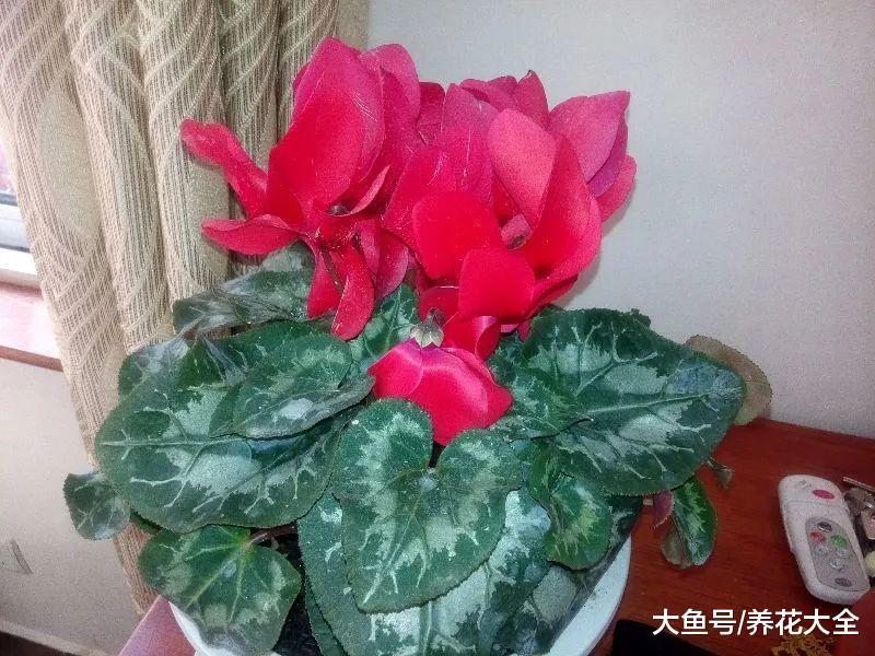 仙客来鸿运当头, 颜色越来越淡咋回事? 用这几招, 立马红回来