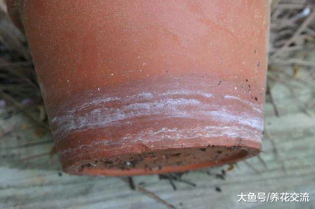 垃圾堆里捡来一堆肮脏的老陶盆, 几分钟就能将它们变成新盆