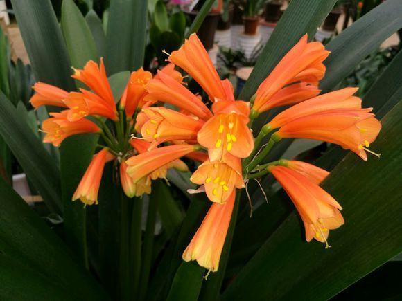 家里君子兰几年不长像假花, 教你这样养, 明年就开花!