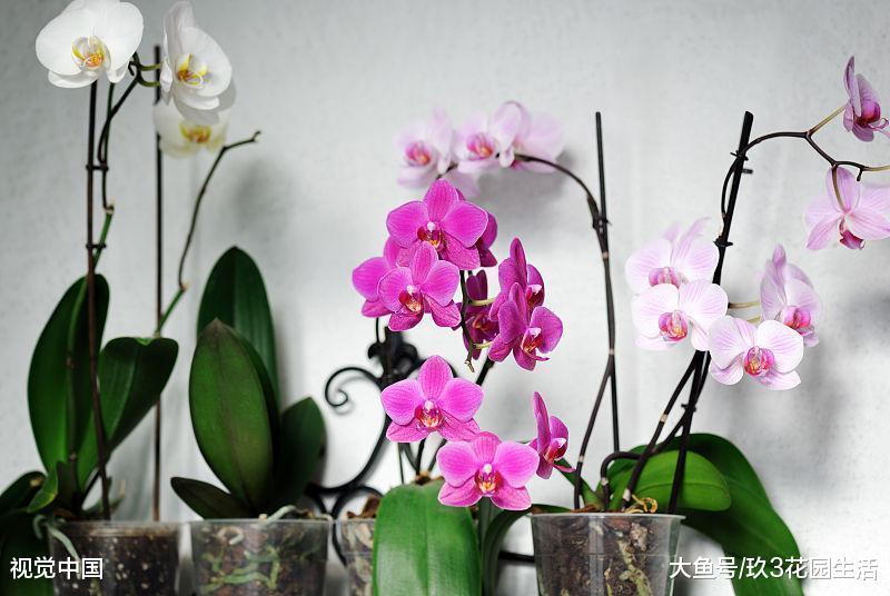 家居养花之年宵花卉销量冠军——蝴蝶兰