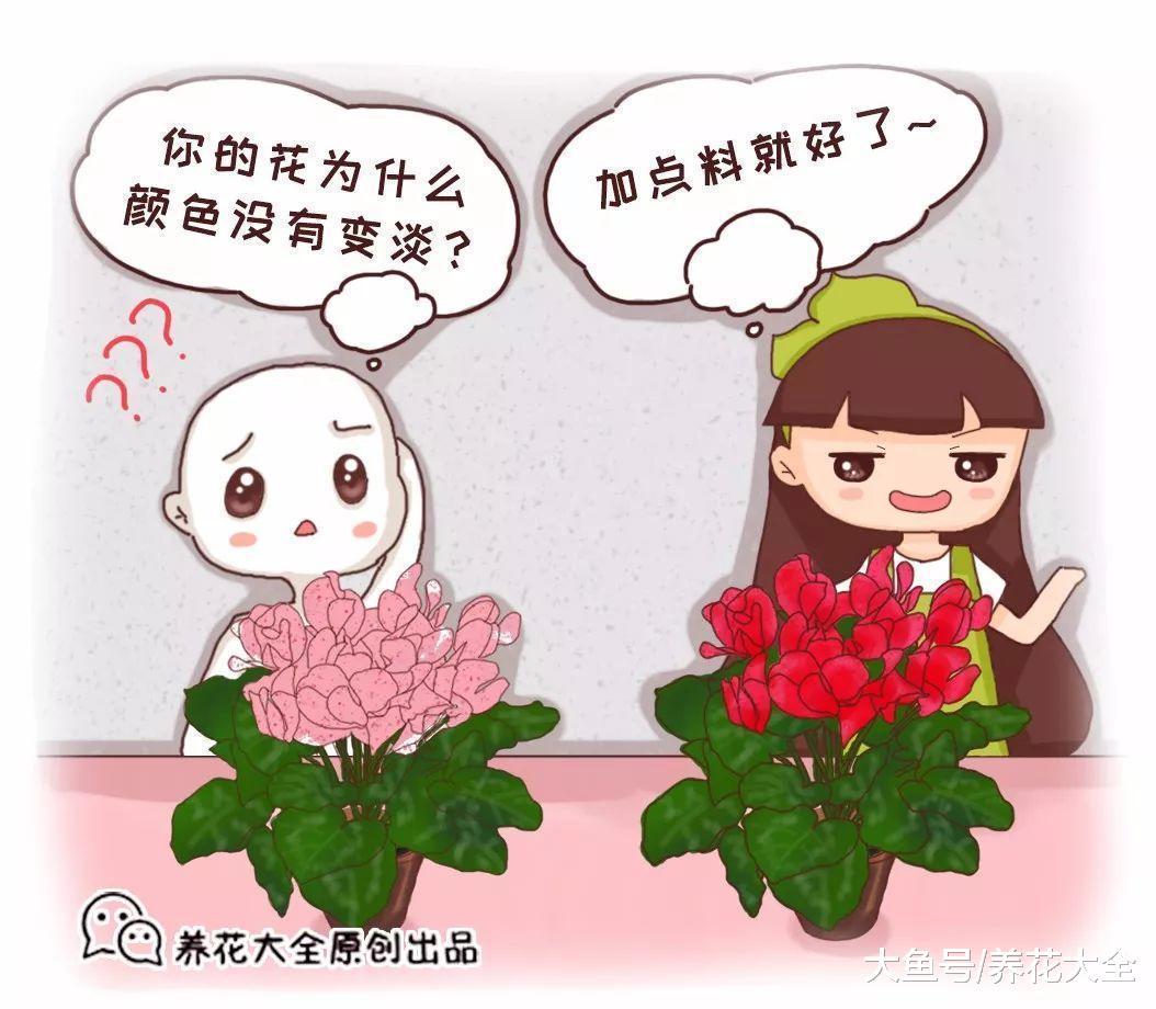仙客来鸿运当头, 颜色越来越淡咋回事? 用这几招, 立马红回来