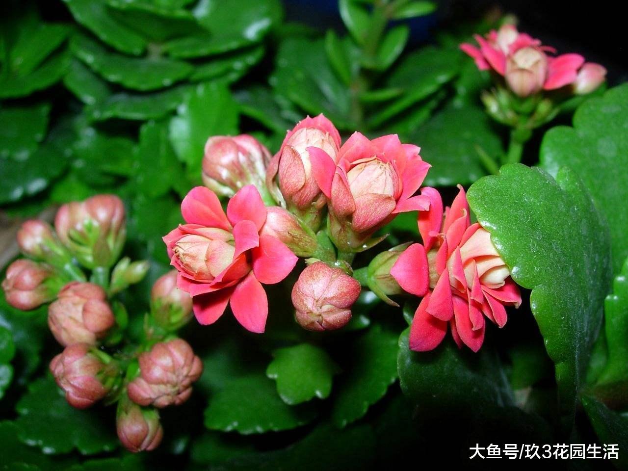 家居养花之年宵花新秀——长寿花