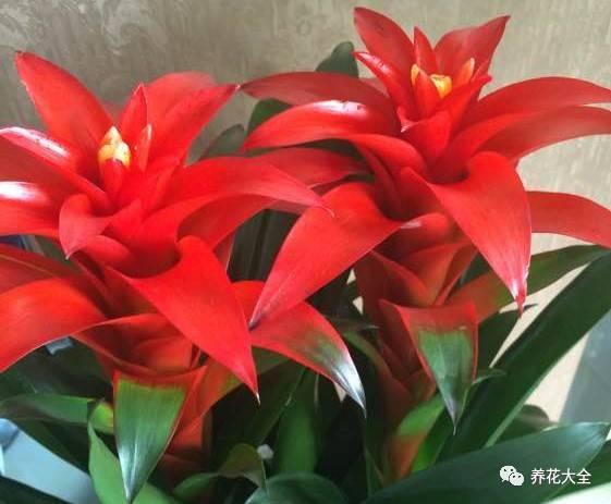 现在养盆招财花, 2018年发发发, 财运福气挡不住!